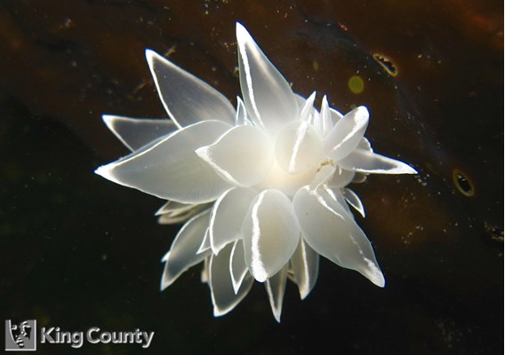 Photo of Dirona albolineata